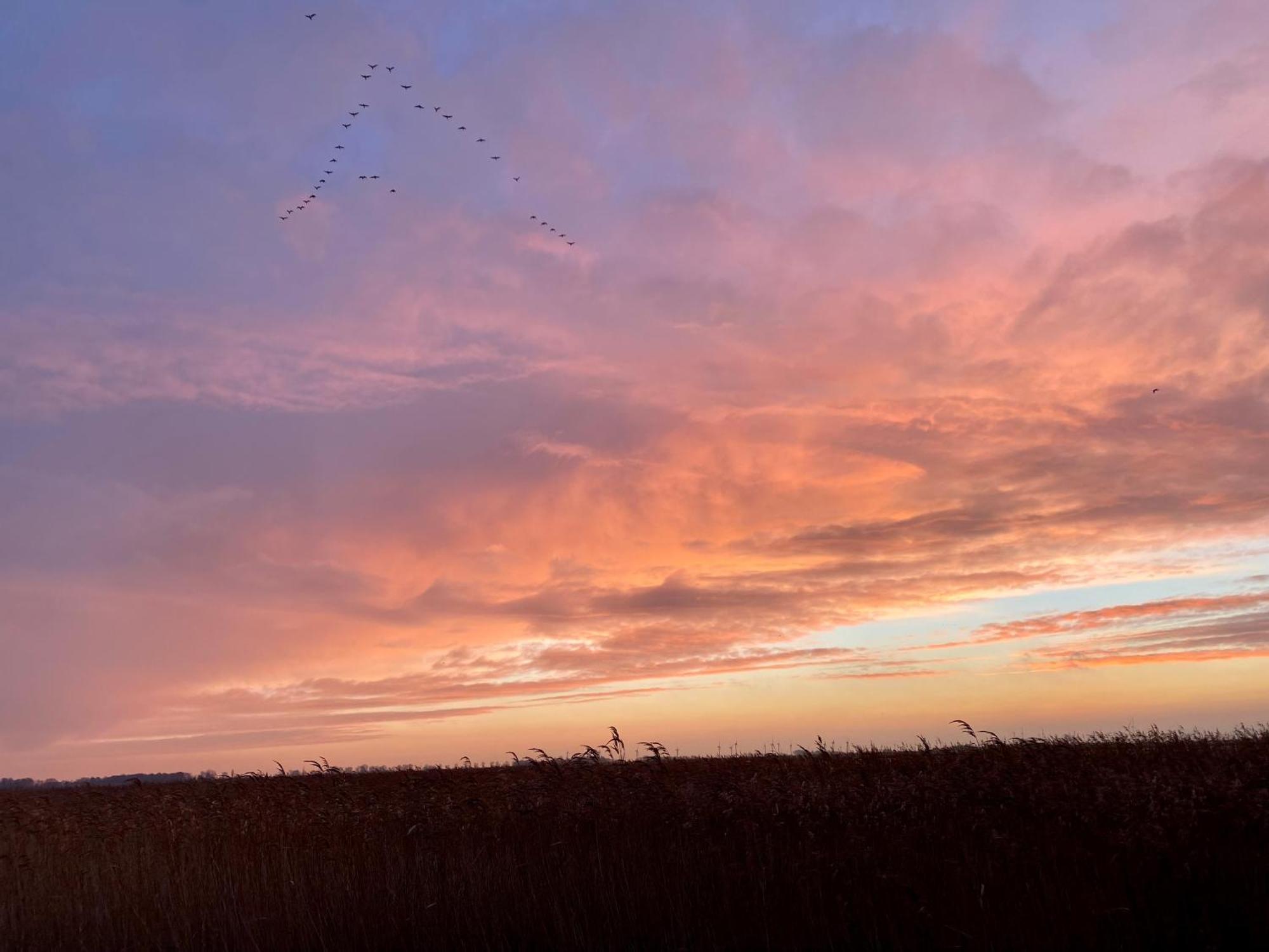 Deichkoje12 Direkt Am Eiderdeich Nur 7 Km Bis Zur Nordsee Und 20 Min Bis Sankt Peter Ording Tönning Buitenkant foto