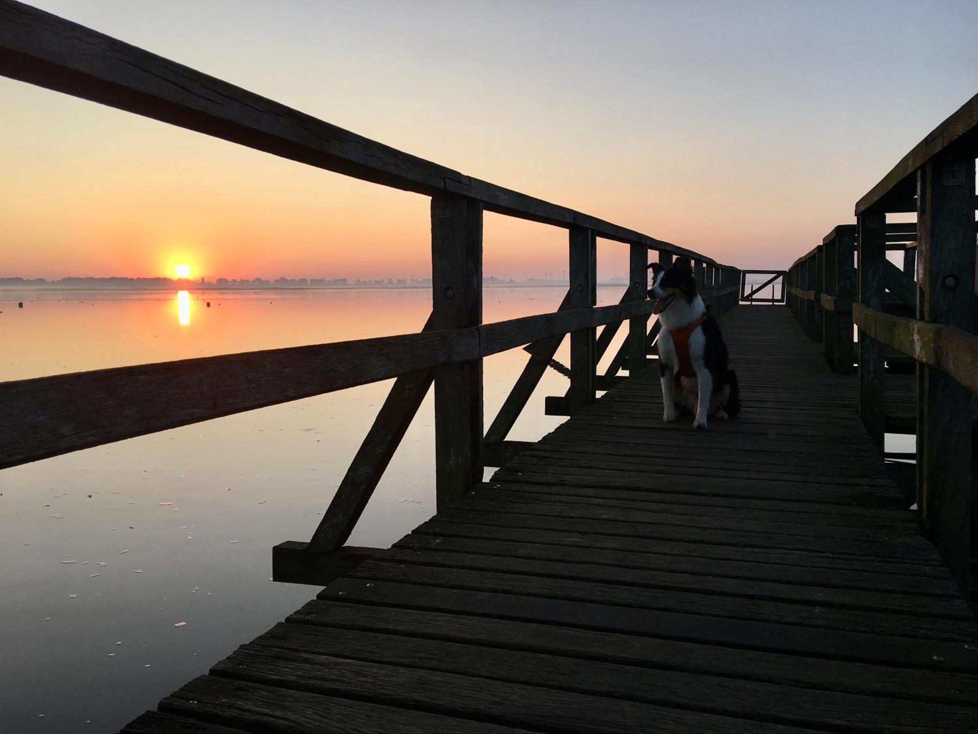 Deichkoje12 Direkt Am Eiderdeich Nur 7 Km Bis Zur Nordsee Und 20 Min Bis Sankt Peter Ording Tönning Buitenkant foto